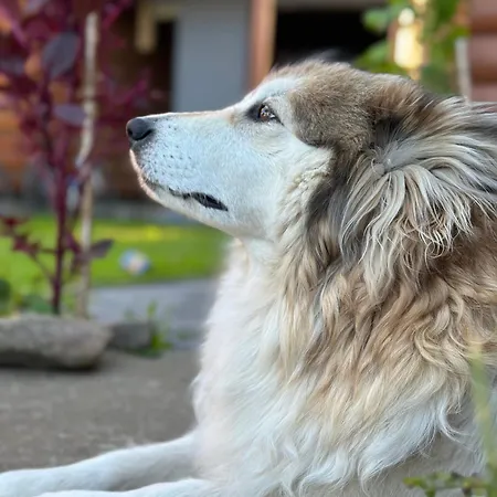 три-о, будинок 120 кв для 1-6 гостей & 45 кв для 1-4 гостей, генератор, окремі входи, вид на гори, 15 хв до центру *